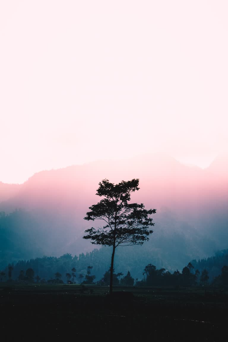 田野里有一棵孤树,背景是群山