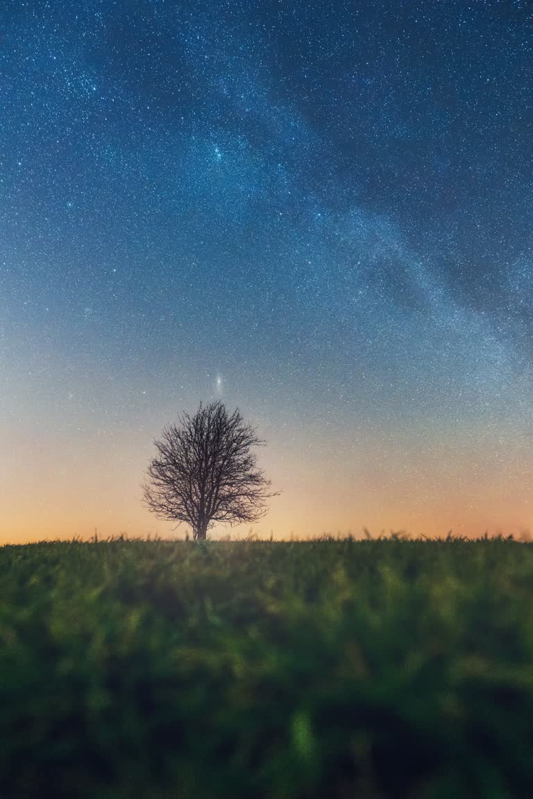 夜晚草地中央有一棵孤树