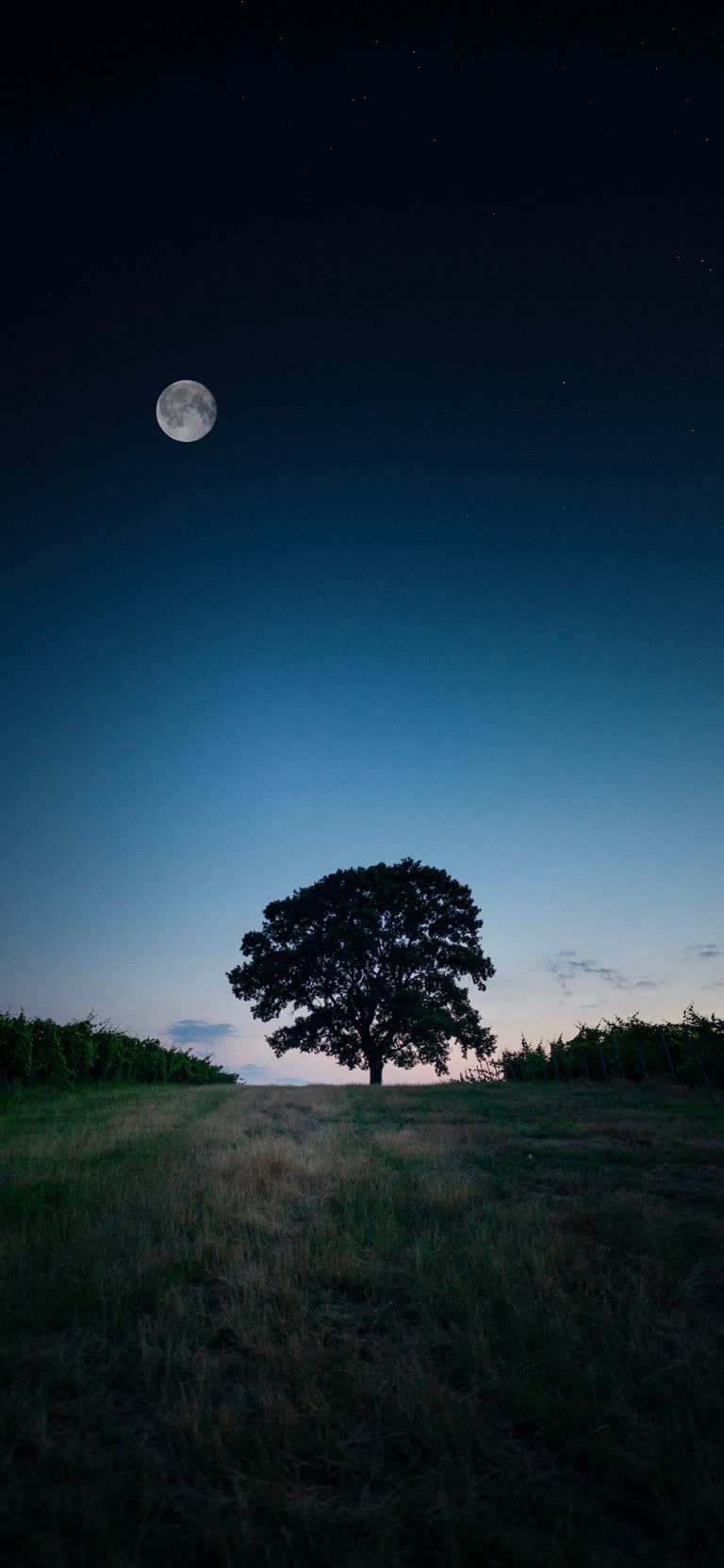 夜晚草地中央有一棵孤树