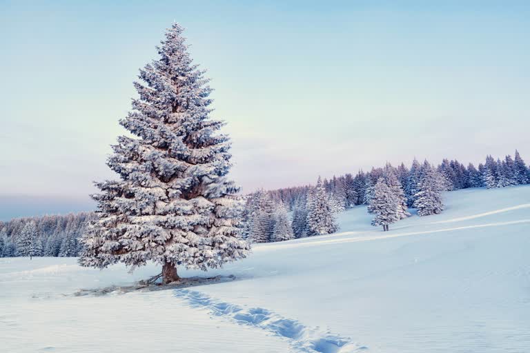 雪原中央有一棵孤树