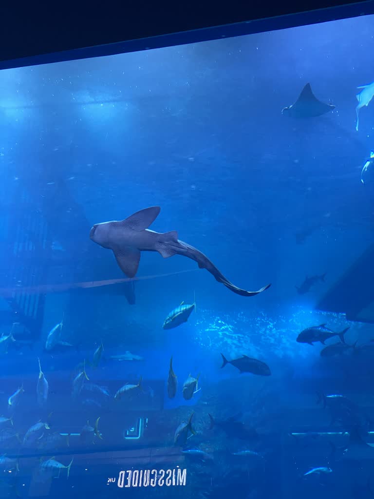一个大水族箱里有很多鱼在游动