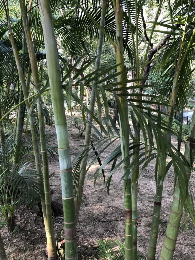 泥土里长着很多绿树