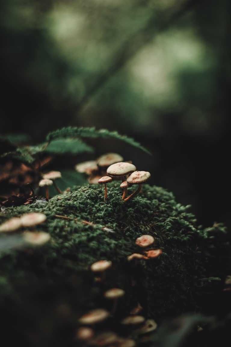 苔藓上长着很多蘑菇