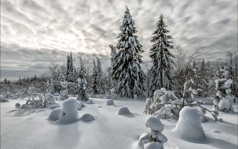 地面上有很多雪,背景是树木
