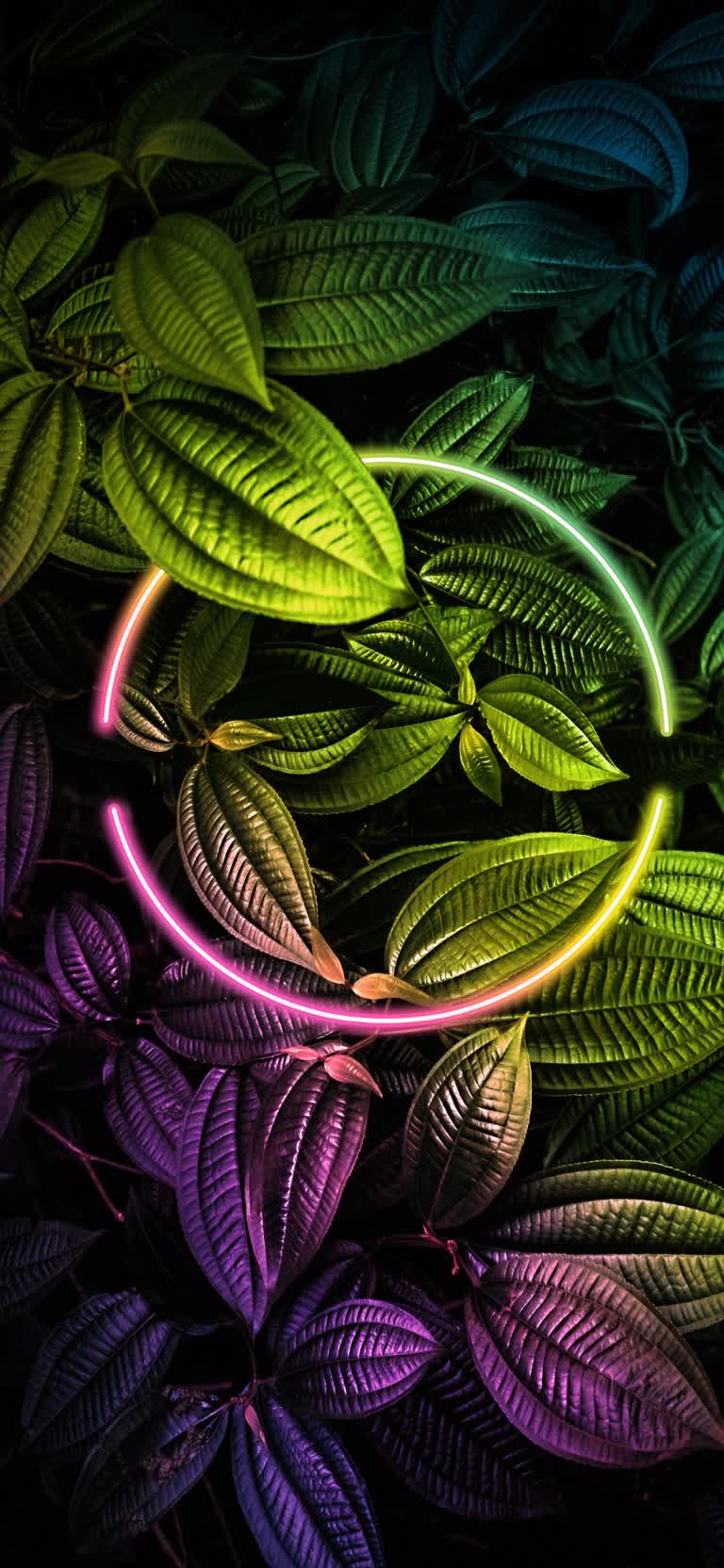 一束树叶中间有一个霓虹灯环
