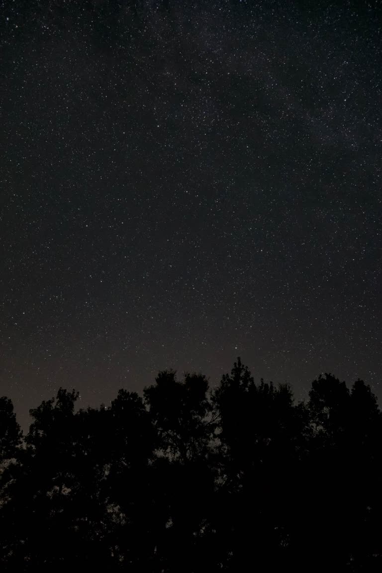 前景是星星和树木的夜空