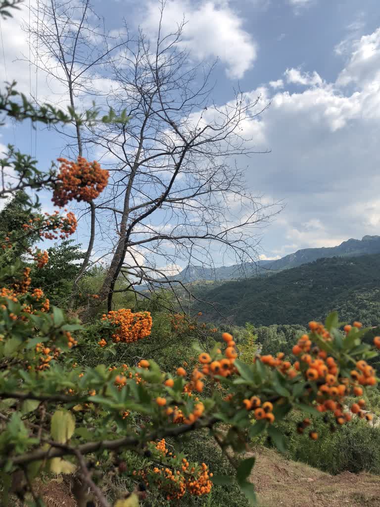 山里一棵树的树枝上有橙色的浆果