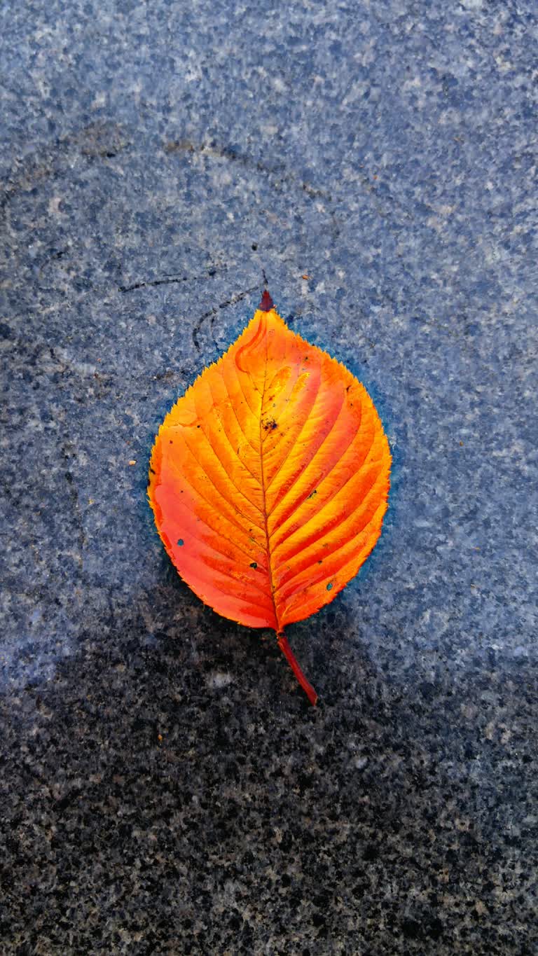 地上躺着一片橙色的叶子