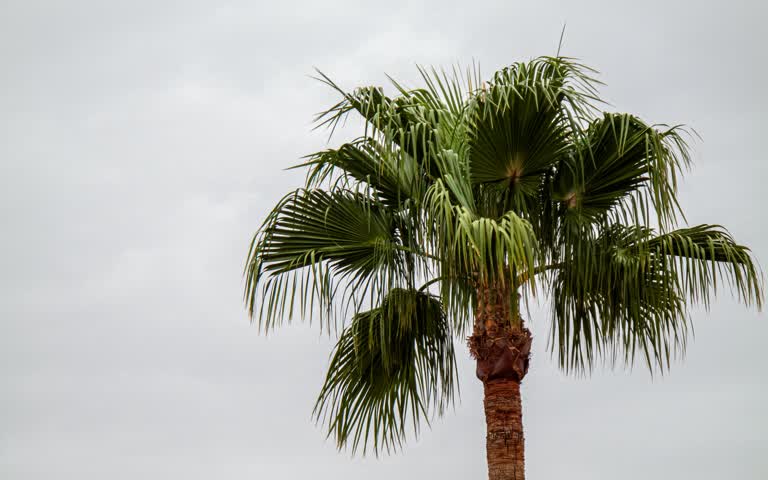 有一棵棕榈树在田野中央