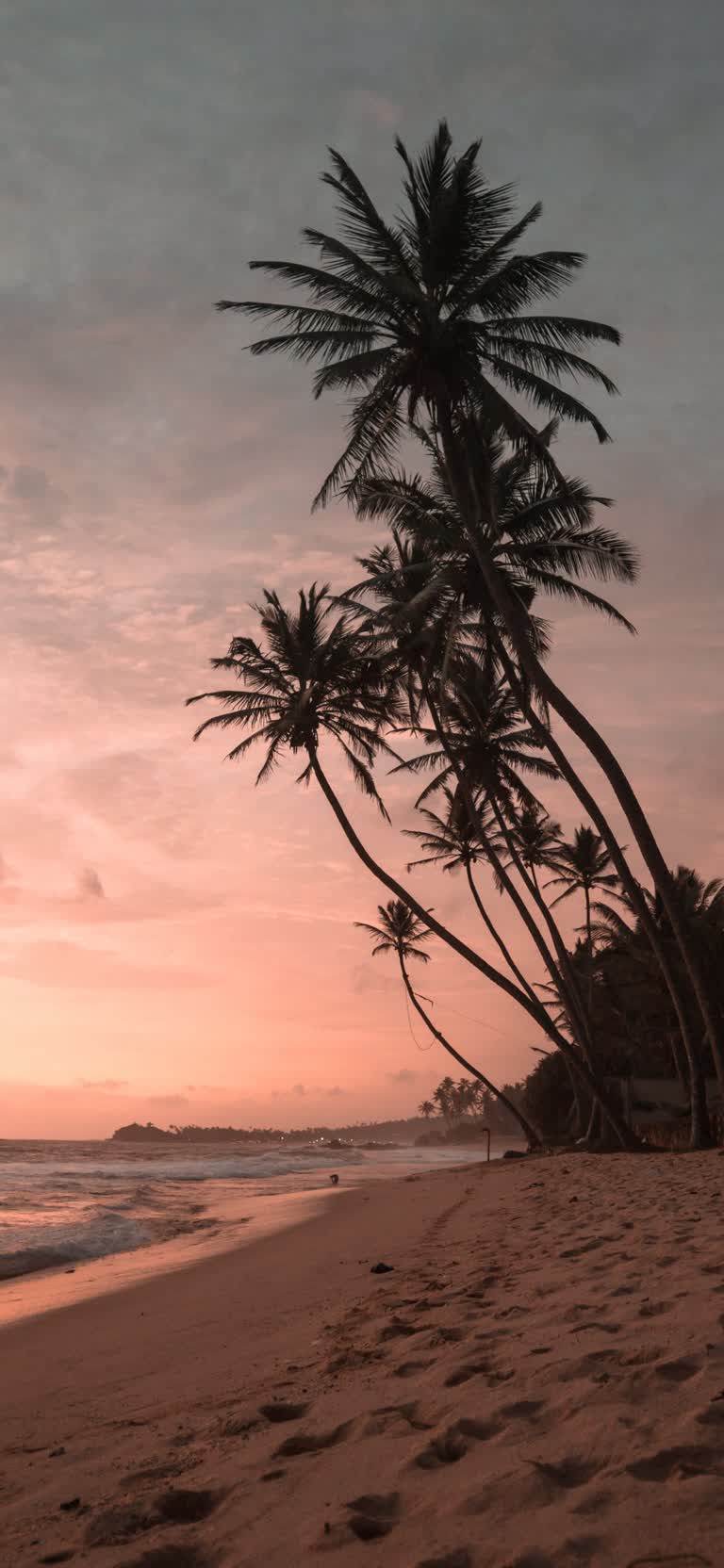 日落时分,靠近海洋的海滩上有棕榈树