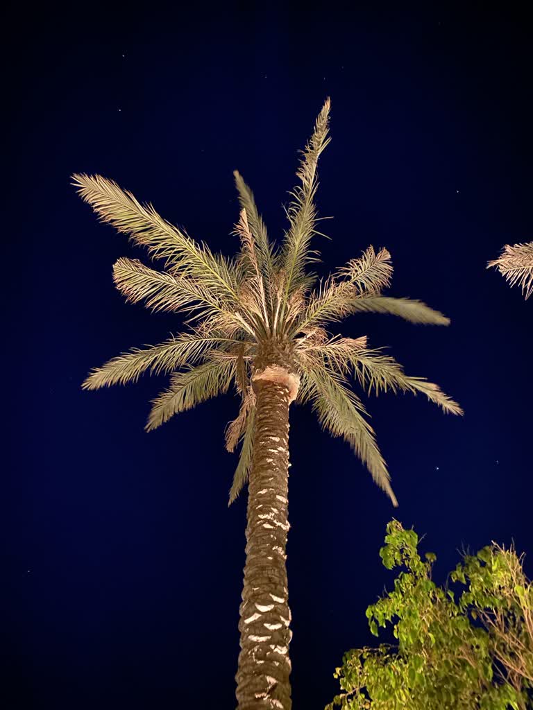 夜里有两棵棕榈树并排