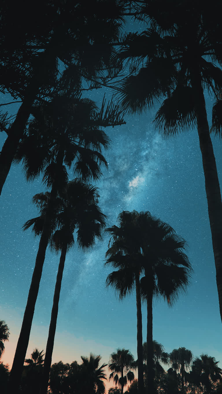 有许多棕榈树在夜空的映衬下剪影