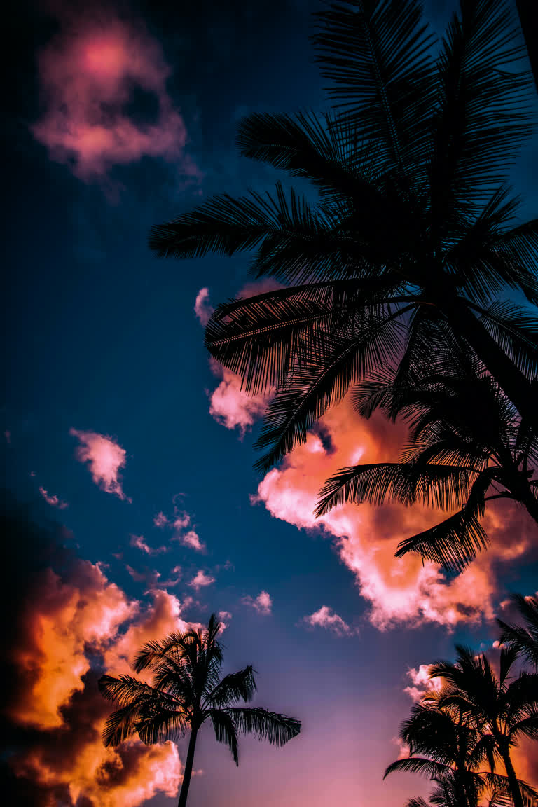 棕榈树在夕阳的天空映衬下剪影