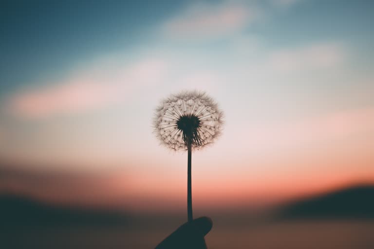 夕阳前有一个人拿着蒲公英