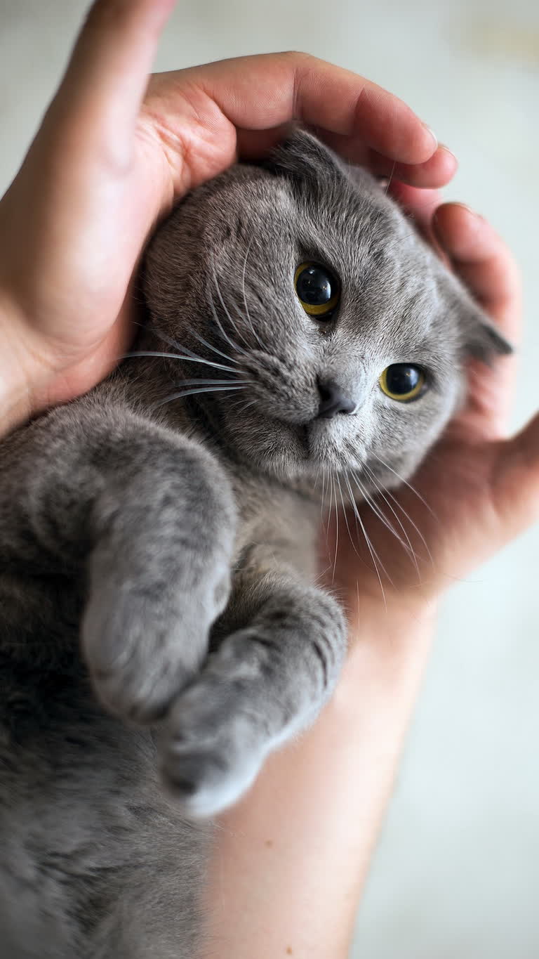 有一个人手里拿着一只灰猫