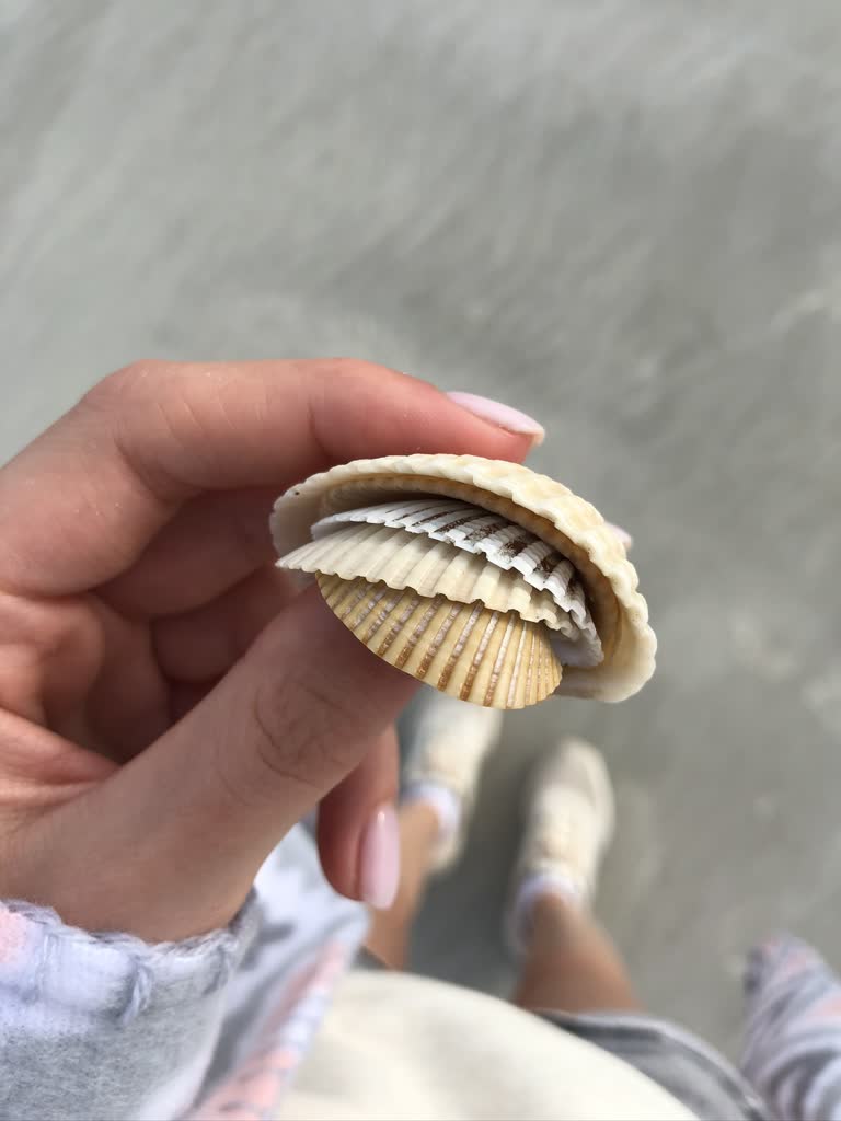 有一个人手里拿着一个贝壳