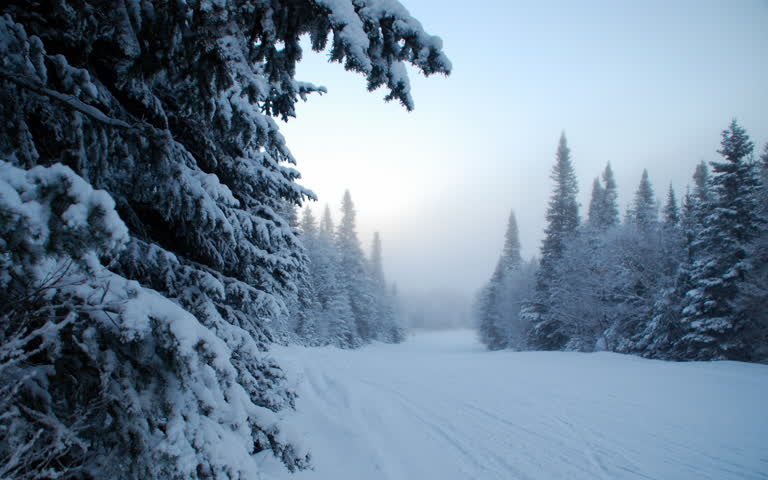 有一个人在树林里的雪道上滑雪