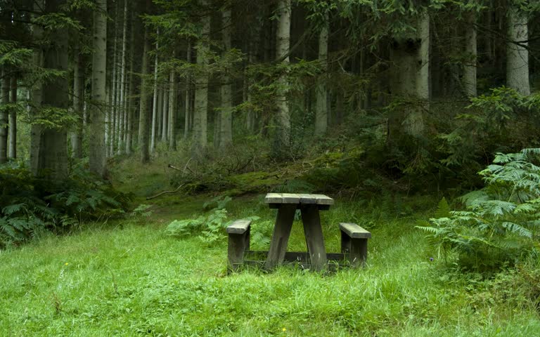 森林中央坐着一张野餐桌