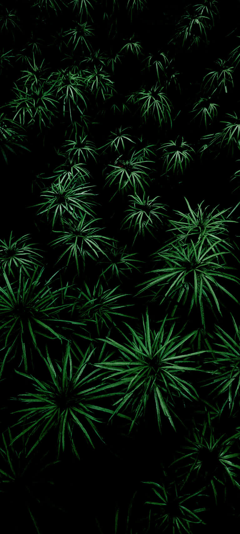 这是一堆绿色植物在黑暗中的照片