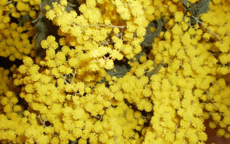这是一束黄色花朵的特写照片