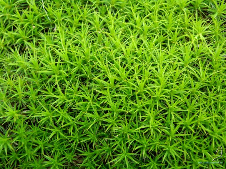 这是一张绿色植物的特写照片