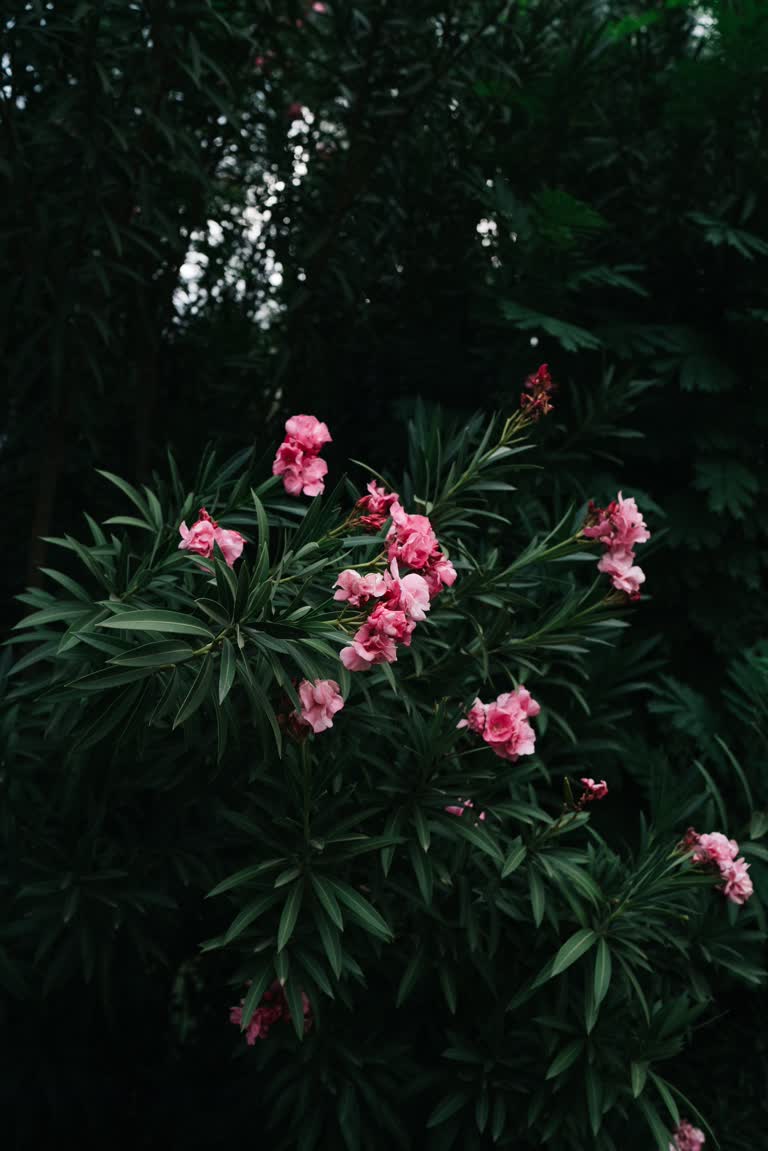 有一朵粉红色的花在灌木丛上绽放