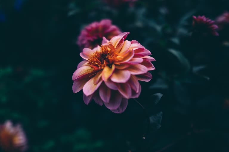 灌木丛中间有一朵粉红色的花