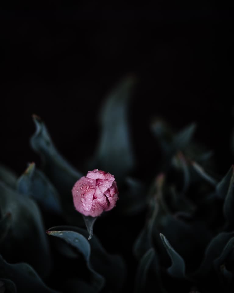 有一朵粉红色的花,在一些叶子的中间