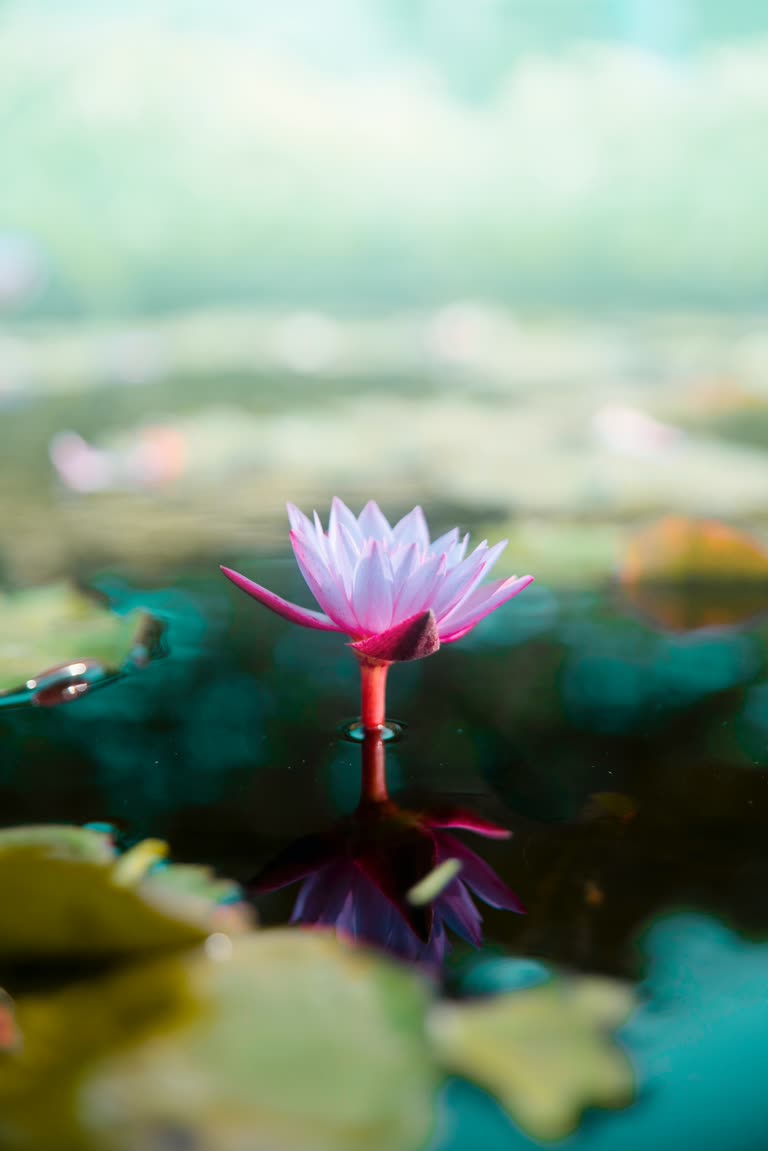有一朵粉红色的花坐在水中