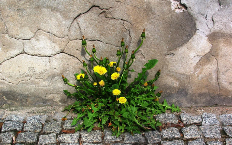 有一株植物从墙缝里长出来