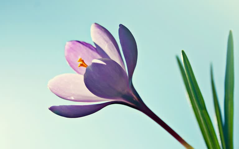 有一朵紫色的花从地里长出来
