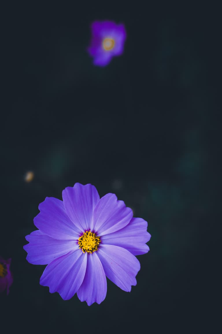有一朵紫色的花,在一些紫色的花朵中间