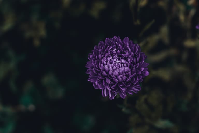 画面中间有一朵紫色的花