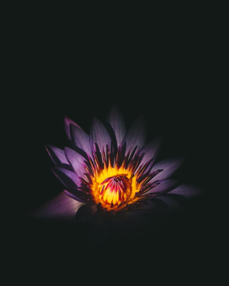 有一朵紫色的花,黑色背景上有一个黄色的中心