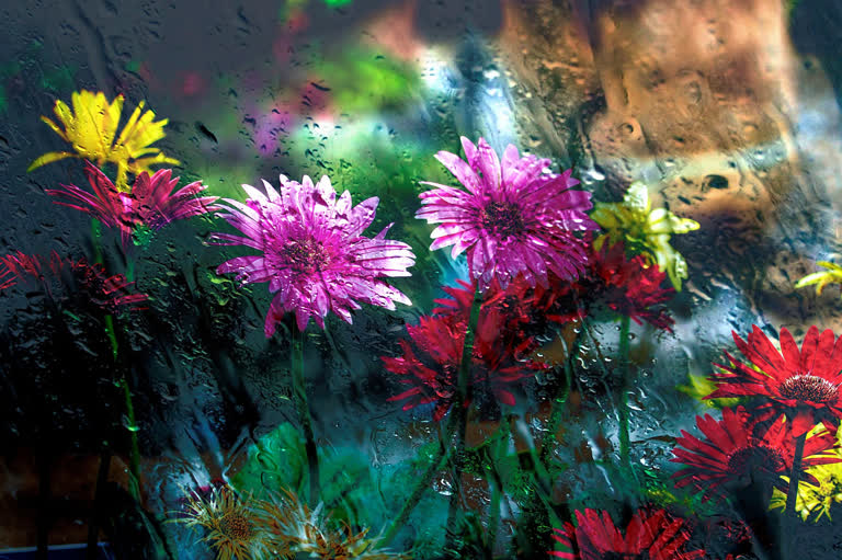 紫色和黄色的花朵在雨天的花瓶里