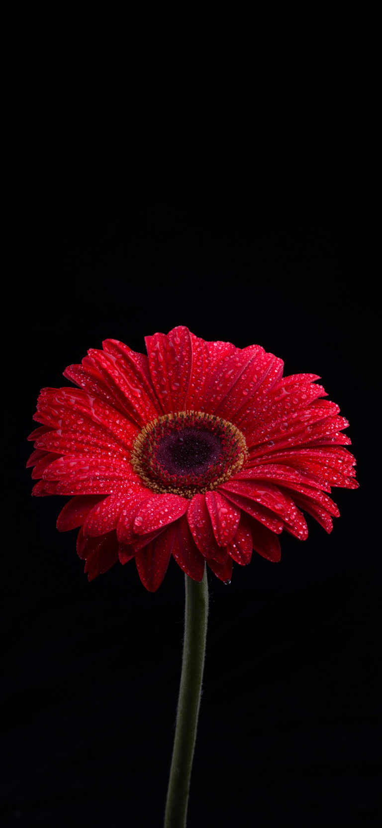 这是一朵红色的花,花瓣上有水滴