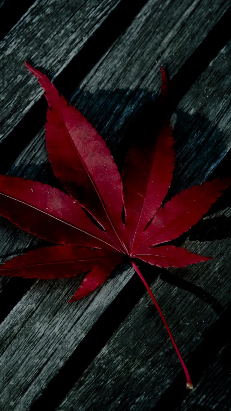 有一片红叶躺在木凳上