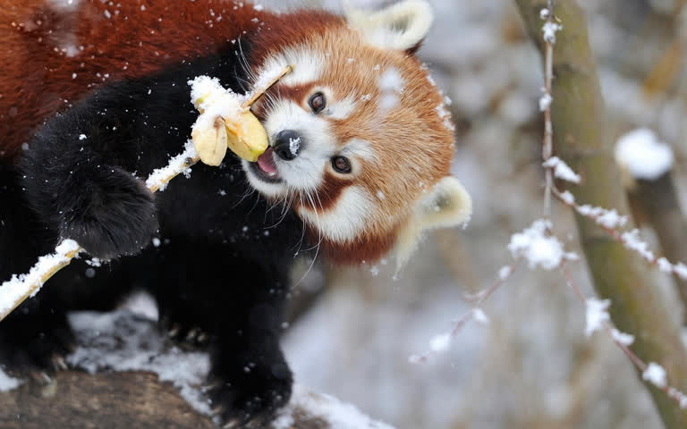 有一只小熊猫在雪地里吃一块面包