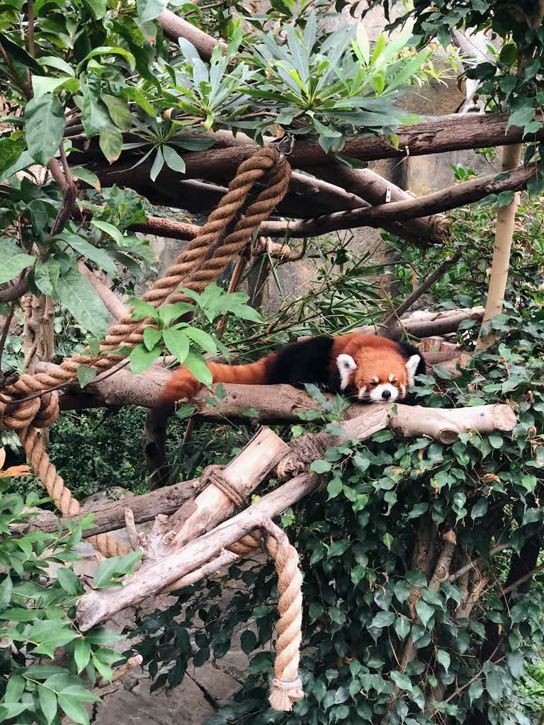 有一只小熊猫躺在树枝上