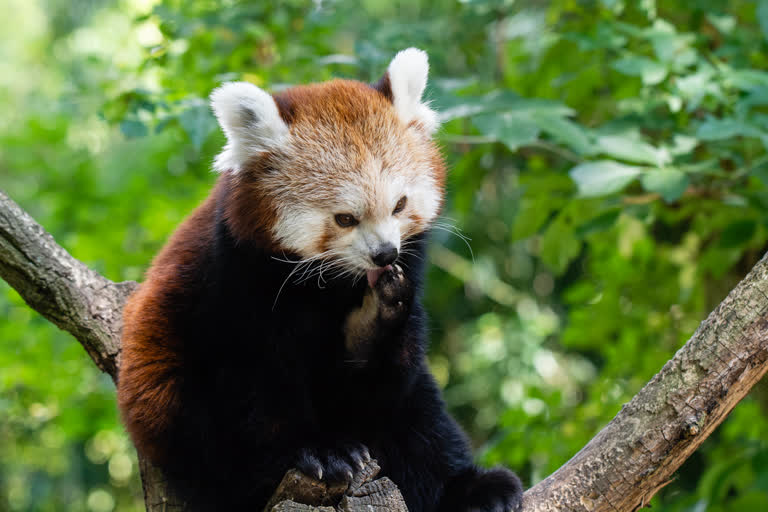 有一只小熊猫坐在树枝上