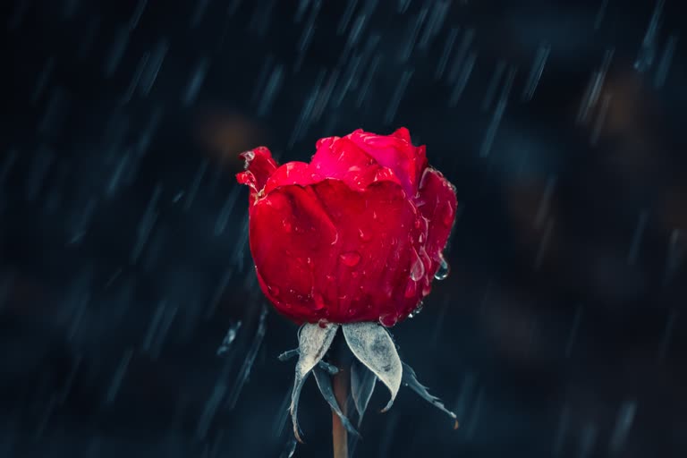 雨中有一朵红玫瑰,上面有水珠