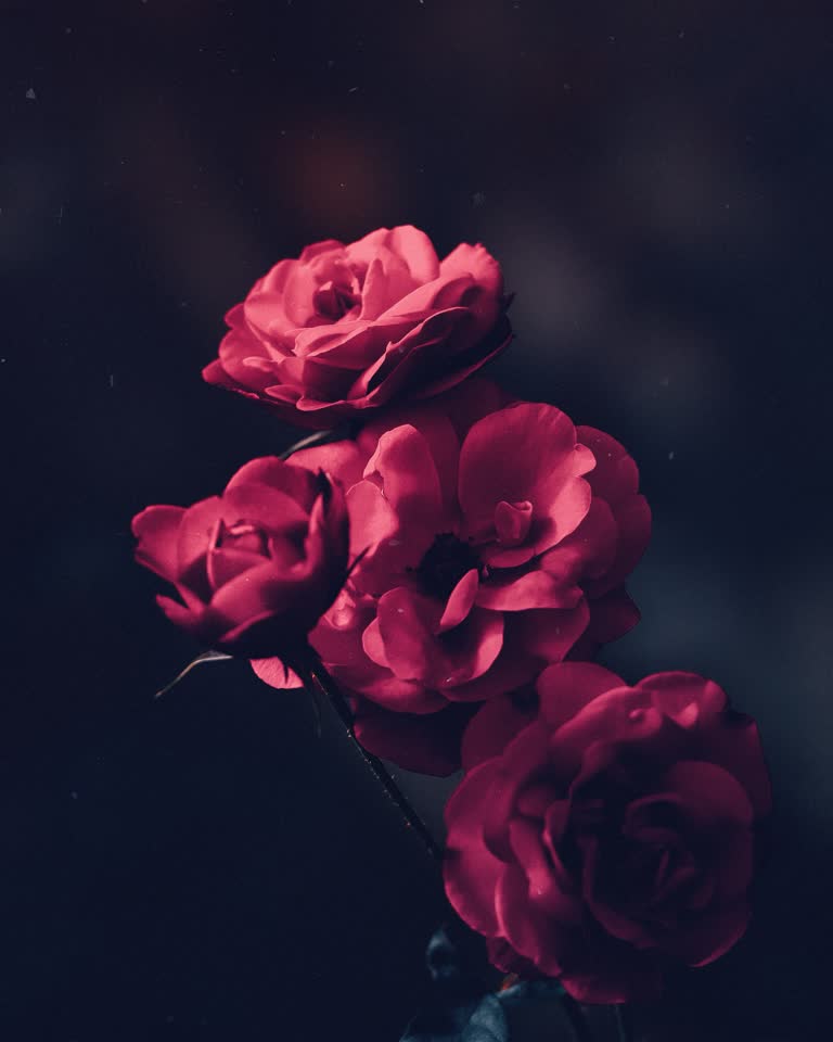 桌子上的玻璃花瓶里放着三朵红玫瑰