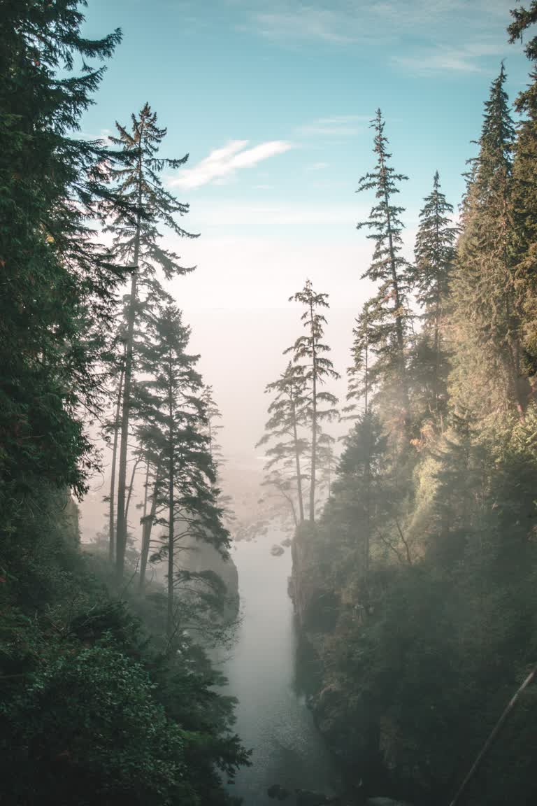有一条河流穿过森林中央