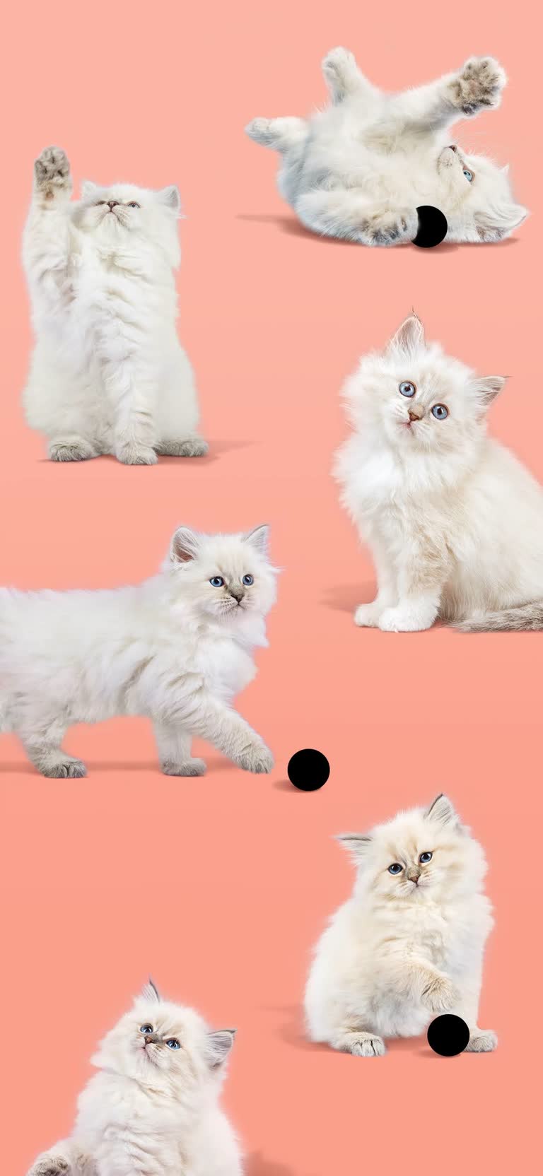 这是一只猫玩球的系列照片