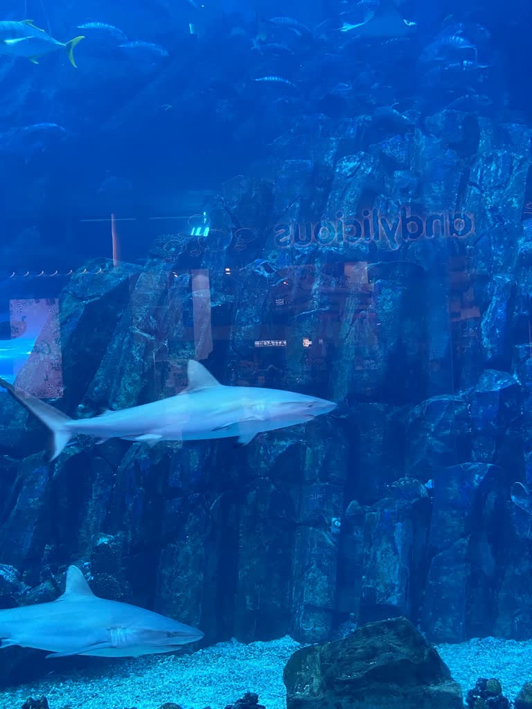 有一条鲨鱼在有岩石和水的水族馆里游泳