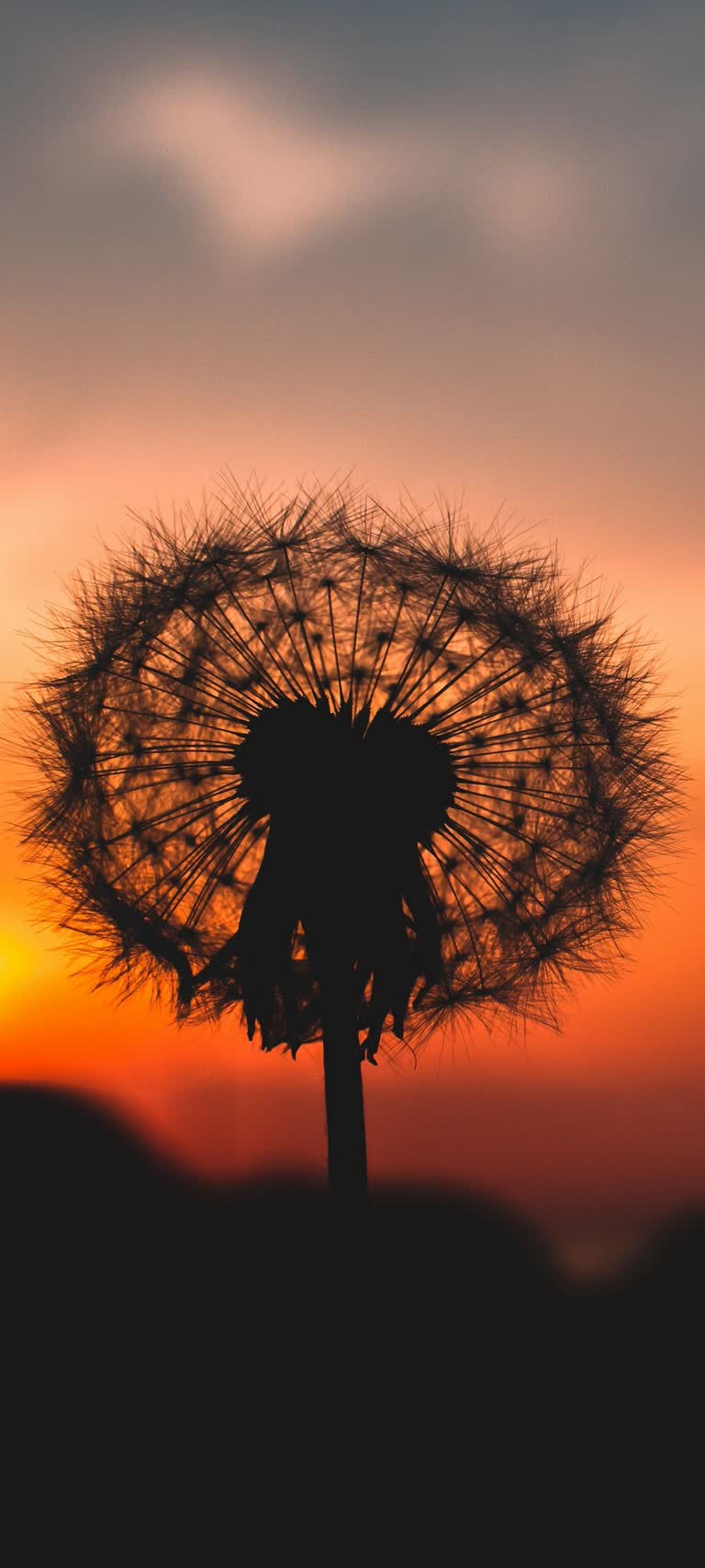 蒲公英的剪影,背景是日落