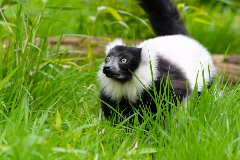 有一只黑白相间的小狐猴在草丛中行走