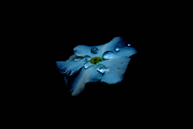 有一朵蓝色的小花,上面有水滴