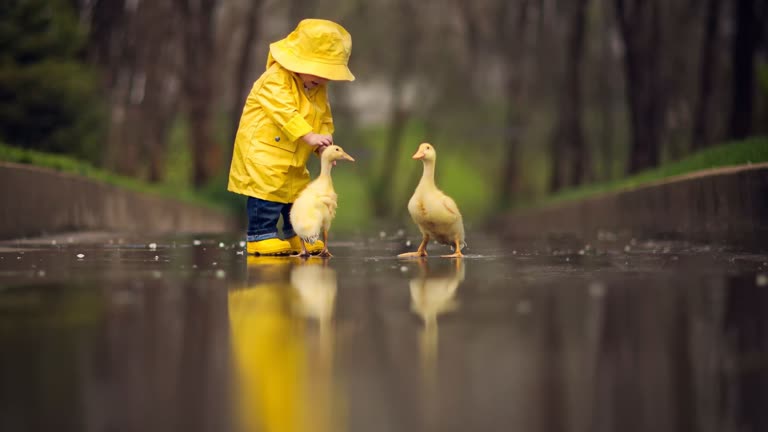 有一个穿着黄色雨衣的小孩在和鸭子玩耍