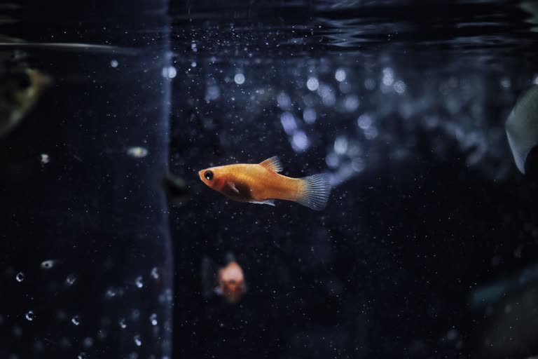 有一条小鱼在水中游动